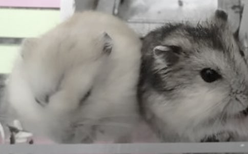 �йز���۲��ռ���ƪ