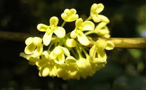 ���ȣ��𻨵�����5ƪ