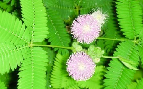 Сѧ���۲캬�߲��ռ�10ƪ