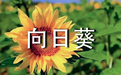 观察向日葵的作文