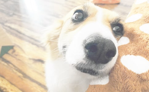 �����š��۲�С������