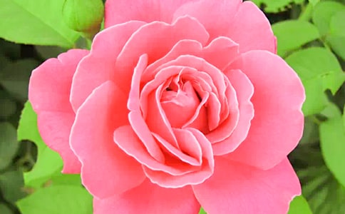 �¼����۲��ռǼ���14ƪ