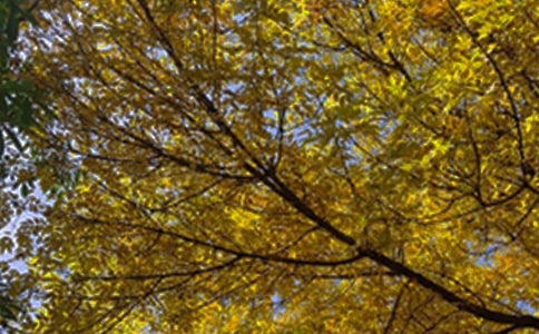 ����ܰ�簲˵˵��ȫ����ѡ85�䣩