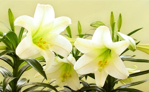 百合花读后感