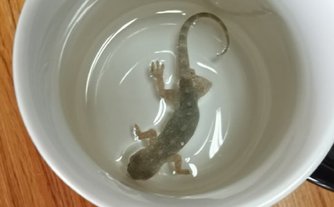 ���ڱڻ�������