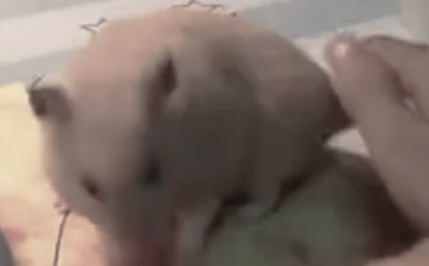�ɰ���С�������ġ�����11ƪ��