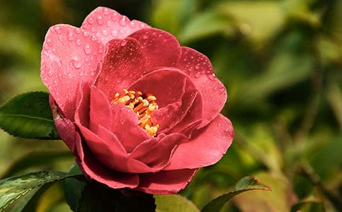 ɽ�軨����[�Ƽ�]