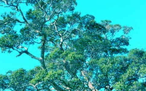 �������������ġ��ر�15ƪ��