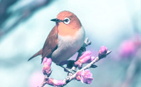 ���ڡ���Ȥ�Ķ�ֲ���ѧ���