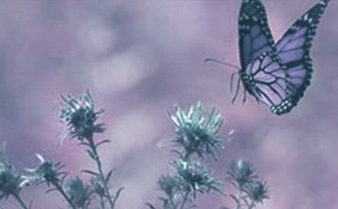 ��ֲ��۲��ռ�