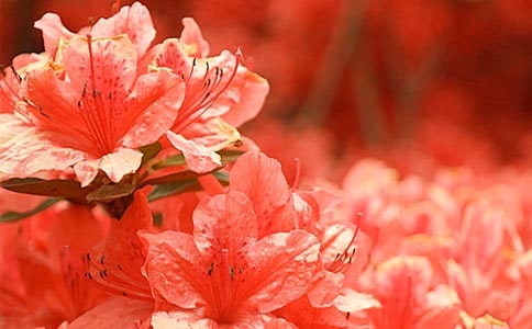 杜鹃花观察日记