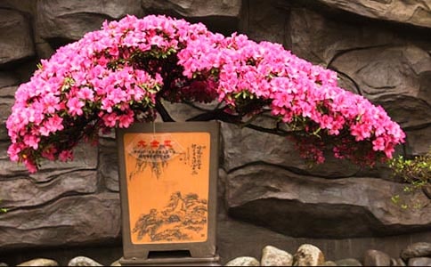 杜鹃花的传说故事