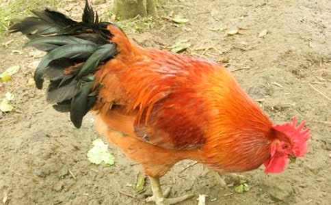 �ö��Ĺ������ģ�ͨ��17ƪ��