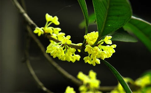 ����Ĺ𻨱ر���15ƪ��