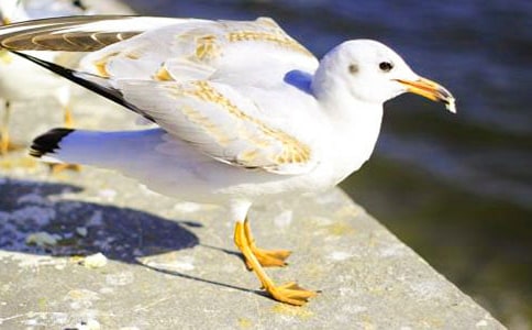 ������Ÿ����˵˵����ѡ140�䣩