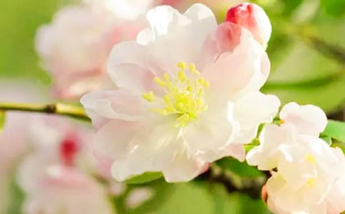 海棠花开作文12篇(优)