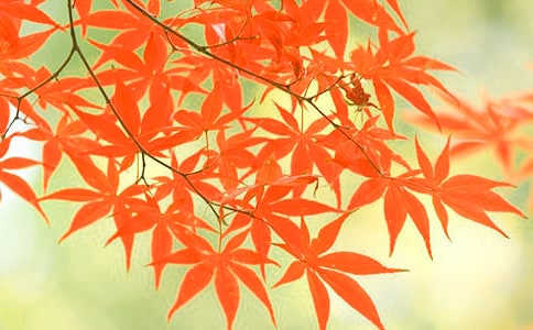 ��д��Ҷ�Ĺ�ʫ����ѡ22�ף�