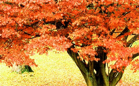 �̼�����˼Զ�ˡ���Ҷ�ƻ���������ȫ�ļ�����