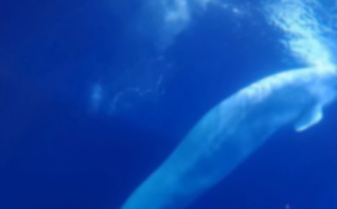 �μ�������ʲôԢ��