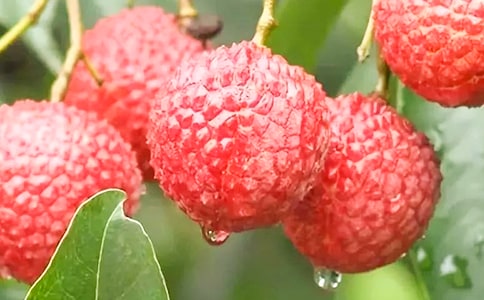 ��֦������15ƪ�����š�