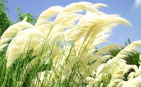 邂逅的芦苇诗歌