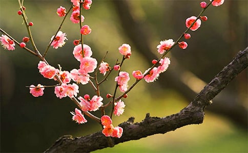 ÷������ʫ�����˵˵��ȫ����ѡ60�䣩
