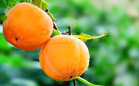 ժ��������[����15ƪ]