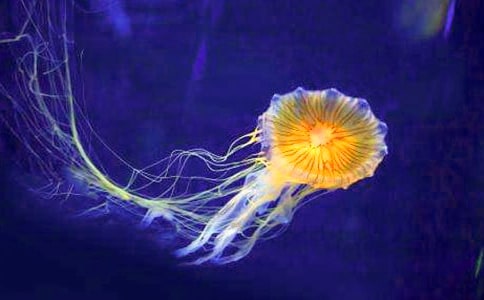 ���ŷ�ˮĸ��Ů���������