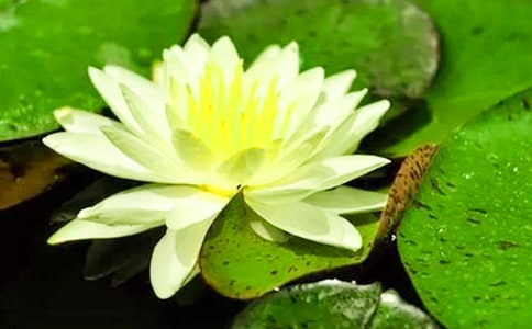 ˯���۲��ռǣ���ѡ20ƪ��
