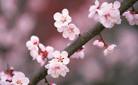 ����������ʮ���һ��������ֲ�ͬ�İ���ۣ�����������һ�֣�