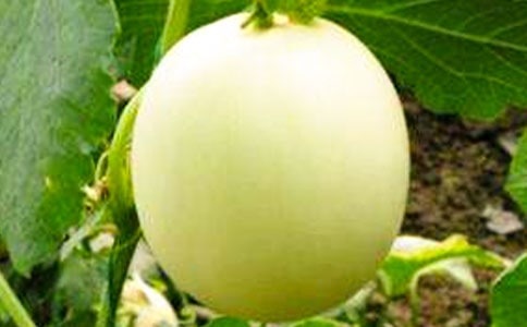 甜瓜大棚种植技术介绍