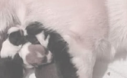印度神像喝牛奶引发众人喂奶狂潮美文