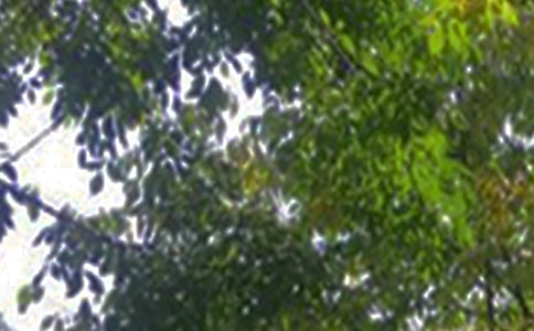 ����Ψ���簲�İ�50��