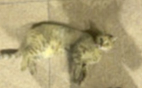 �����š��ɰ���Сè15ƪ
