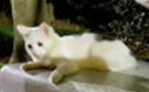 �ɰ���Сè����۲��ռ�