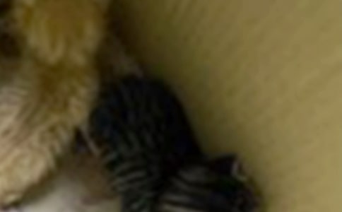 �ɰ���Сè���ļ���[15ƪ]