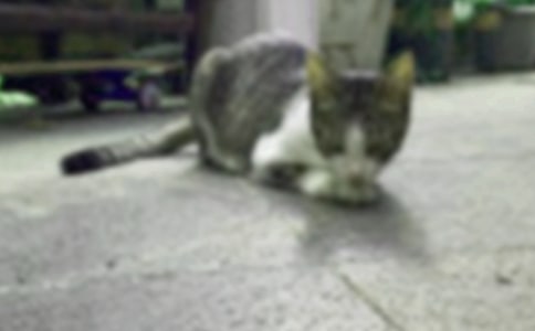 �ɰ���Сè����ʵ��10ƪ