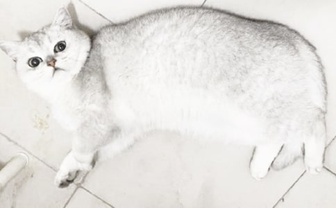 �ɰ���Сè���ġ��Ƽ���