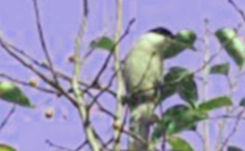 �Һ�С��ĶԻ����ľ�ѡ��15ƪ��