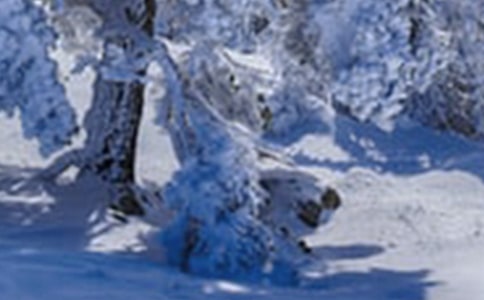 �й�Сѩ������