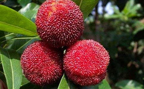 ժ��÷���ıر�(15ƪ)