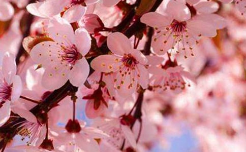 ����ӣ����Ψ���İ�160��