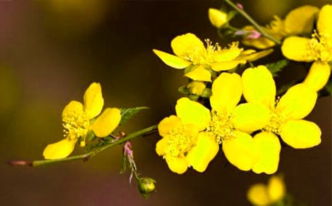 ����ѡ��ӭ��������15ƪ