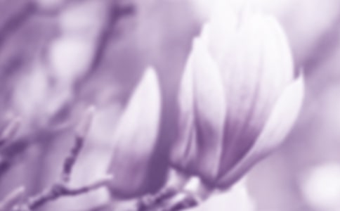 玉兰花作文【优选】