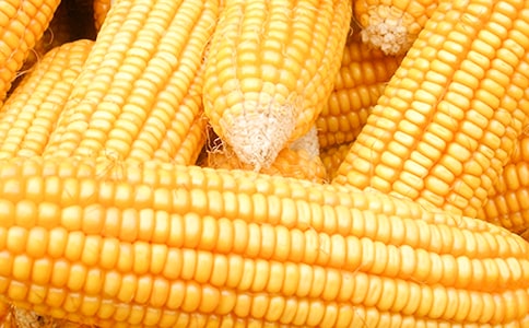 ���������ģ�����11ƪ��