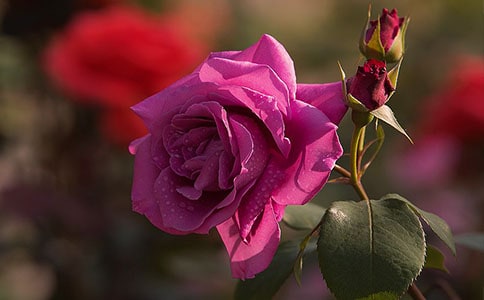 �¼�������
