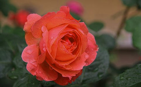 �¼�������