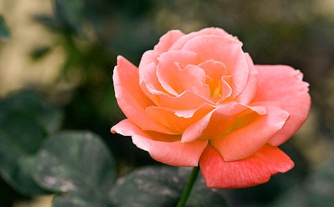 �۲��¼����ռǷ��ģ�ͨ��10ƪ��
