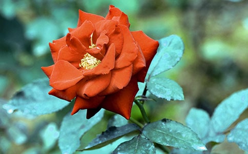 �۲��¼������ռǣ���ѡ12ƪ��
