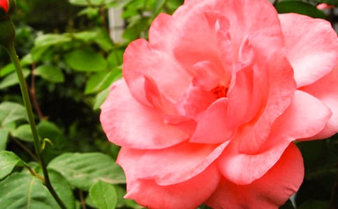 写月季花观察日记